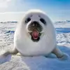 abigaileldridge7 - @abigaileldridge7 - TikTok