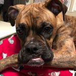 Abigail Estes - @butchboxerdog - Instagram