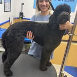Abigail Floyd - @abbythedoggroomer - Instagram