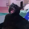 abbey - @abigail_foreman - TikTok