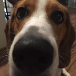 Abigail Garrison - @underrated_southern_girl - Instagram