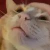 Abigail - @abigailgee0 - TikTok
