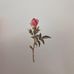 Abigail Gooch - Facebook