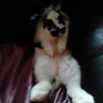 Abigail Lambert - @lambert4110 - Instagram