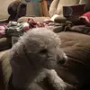 Abigail Lance - @doggychannel5647 - TikTok