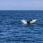 Abigail Levesque-Ramsey - @oceanfacts2 - Instagram