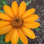 Abigail Levine - @dreamingofgiraffes - Instagram