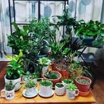 AbigailLilly - @abby_lovesplants - Instagram