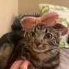 abi - @abigail.lim - TikTok