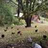 Abigail Lundgren - @joyfulacresfarm - TikTok