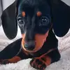 Abigail rose Lyons - @abigail.rose.lyon - TikTok