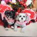 Haley &amp; Abigail &amp; Nellie &amp; Maggie Mae. - Facebook