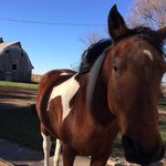 Abigail Marlow (horse Account) - @abishorseaccount - Instagram