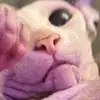 Abigail Leigh Millar - @donttalktomeormyson - TikTok