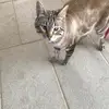 Lilly and PickleTik Tok - @abigail.stempmilner - TikTok