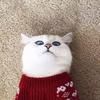 MOHAMMEDABIGAIL - @mohammedabigail - TikTok