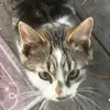 🐻Abigail🐱 - @abigailneedham1 - TikTok