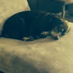 Abigail Reeves - @doglover_4534 - Instagram