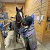 abigail 🐴 - @abigail.riding - TikTok