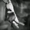 abigailseerattan2 - @smally_edit - TikTok