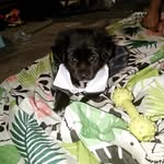 Abigail soliz - @negrita_123_mi_perrito - Instagram