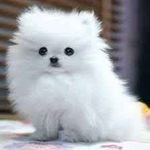 Abigail Spears - @abigail12princess12 - Instagram