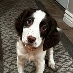 Abigail Springer Spainiel - @abbytails22 - Instagram