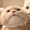 abigail_12💗 - @abigailtello12345 - TikTok