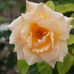 Abby Terwilliger - Facebook