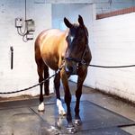 Abigail Thomson - @thomson_rehabilitation - Instagram