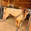 Abigail Thomson - @palomino_on_barrels - TikTok