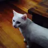 abbigail_thrower - @abbigail_thrower - TikTok