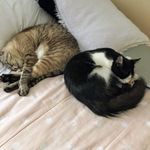 🐈Abigail & 🐈‍⬛Tom🐾🐾 - @abigailetom - Instagram