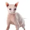 abw - @abigailwall - TikTok