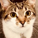 Abigail Wharton - @luluthebedalescat - Instagram