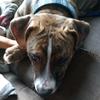 Stitch lover-15 - @abigail.wheaton - TikTok