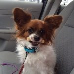 Abigail Whiting - @coddledcanine - Instagram