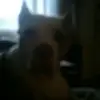 Abigail Whitmore - @abigail.whitmore1 - TikTok