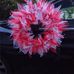 Gail Whitson - Facebook
