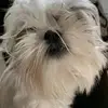 abigailwith - @abigailwith - TikTok