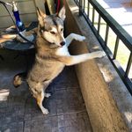 Abigail Sage Wolfe - @abigail_the_husky - Instagram