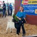 Abigail Yoho Clark County JLA market goat program - Facebook