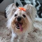 Abigail York - @abigail_yorkshire - Instagram