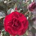 Abigail Young - Facebook