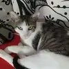 Abílio Monteiro - @abiliomonteiro858 - TikTok