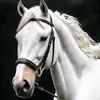 abimael Ayala - @user6070951857705 - TikTok