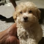 devin daniel - @denis.abner - Instagram