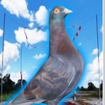 Abraham_jaya_birdfarm - @abraham_jaya_birdfarm - Instagram