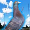 Abraham jaya birdfarm - @abraham_jaya_birdfarm - TikTok