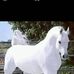 Ibrahim Becker - Facebook